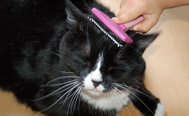 how-to-choose-the-perfect-cat-brush - Cat Shedding