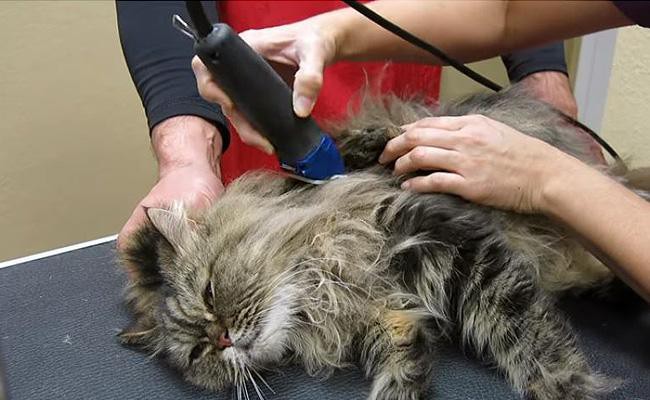how-to-groom-your-cat - Cat Shedding