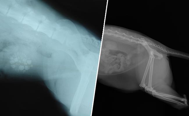 traditional-vs.-digital-vet-x-rays