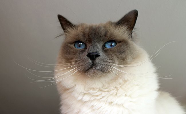 birman-cats-with-blue-eyes