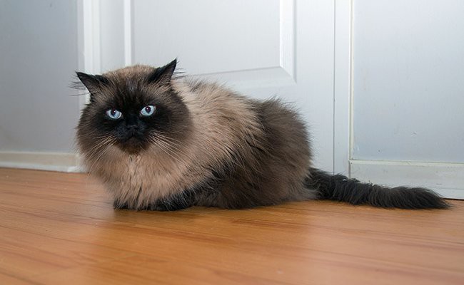 himalayan-cats-with-blue-eyes