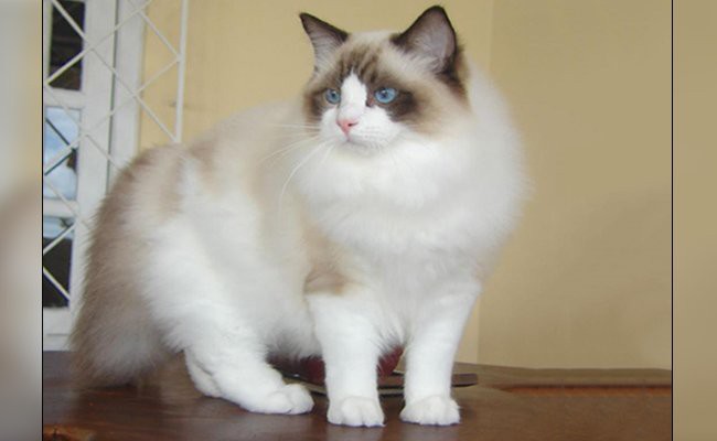 ragdoll-cats-with-blue-eyes