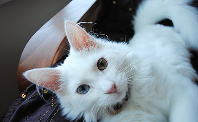 turkish-angora-cats-with-blue-eyes
