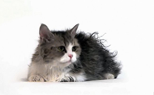 lambkin-dwarf-cats-with-curly-hair