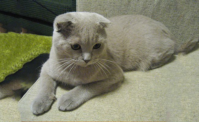 scottish-fold