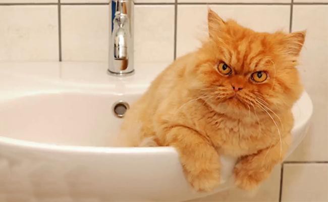garfi-the-angry-cat-celebrity-cats