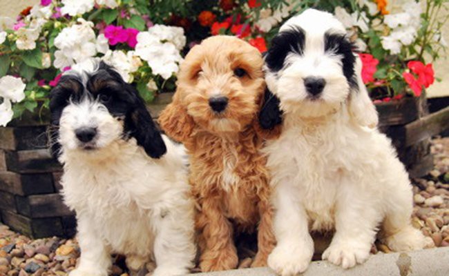 different-types-of-cockapoo-breeds