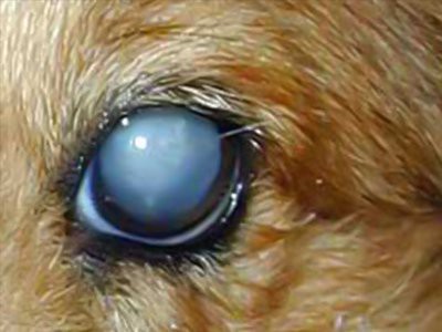 cocker-spaniel-cataracts