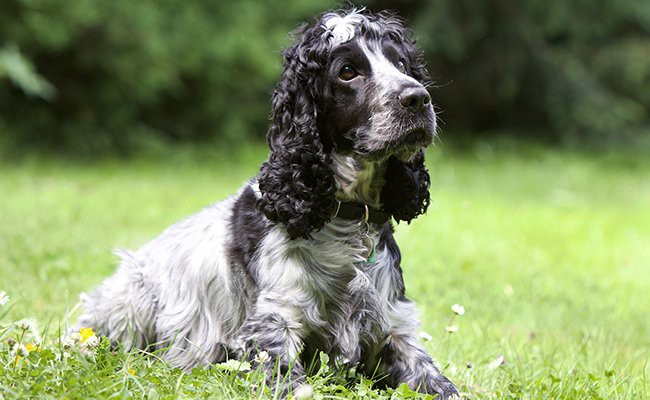 cocker spaniel breeders north east