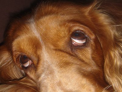 cocker-spaniel-glaucoma