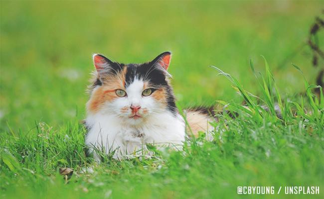 factors-affecting-the-occurrence-of-skin-problems-in-cats