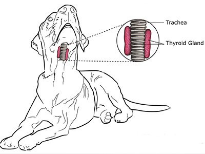 black-and-tan-coonhound-autoimmune-thyroiditis