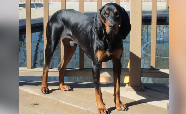 black-and-tan-coonhound-dog-appearance