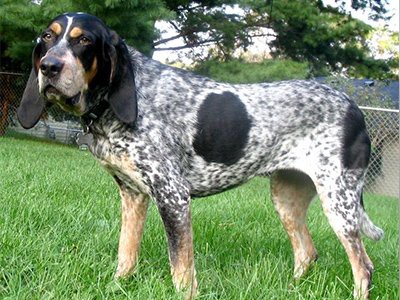 bluetick-coonhound