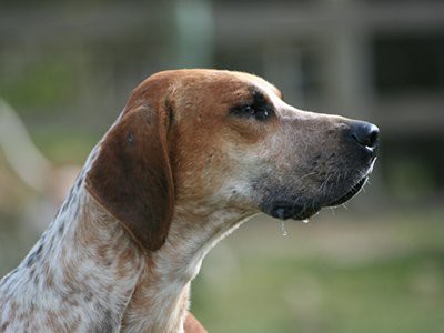 coonhound-english-foxhound