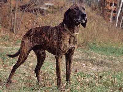 plott-coonhound