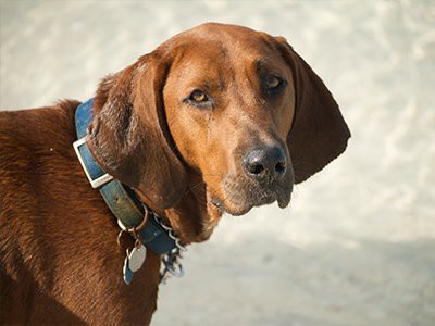 redbone-coonhound