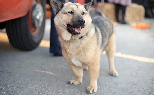 corgi mix breeds