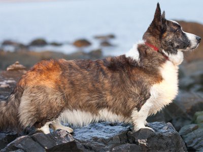 cardigan-welsh-corgis