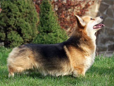 pembroke-welsh-corgis