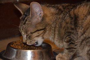 chewable-food-to-the-pets