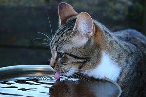 clean-water-for-your-pet-to-drinks