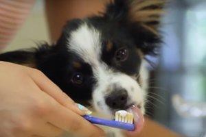 toothpaste-and-familiarize-the-pet