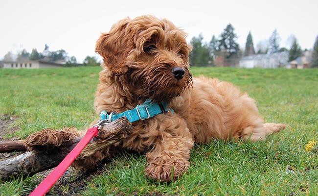 labradoodle-designer-dogs