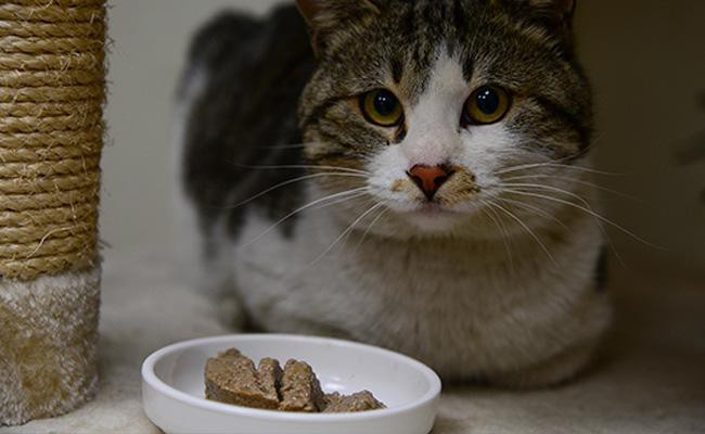 proper-ways-to-feed-cats-with-the-diabetic-condition