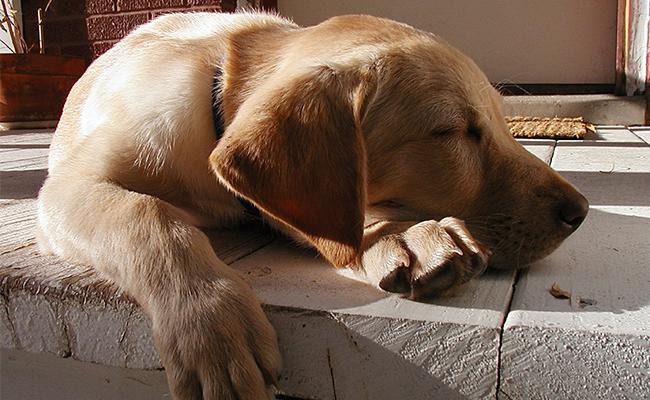 dog-dreaming-or-seizure