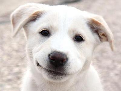 the-dog-smile