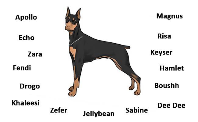 unique doberman names