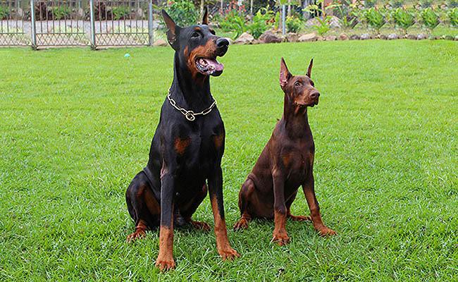 doberman-size-and-weight