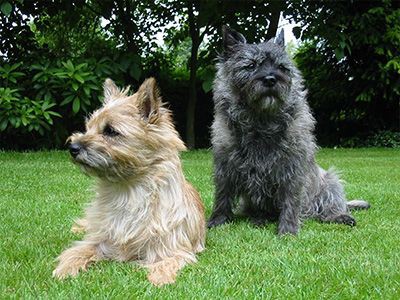 cairn-terrier-dog-barking