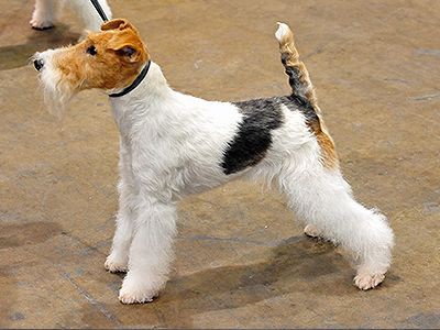 fox-terrier-dog-barking