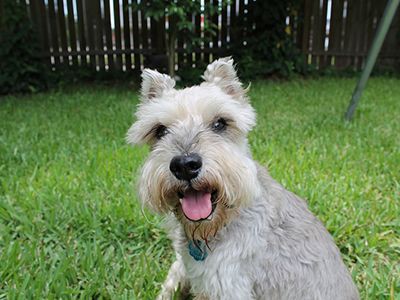 miniature-schnauzer-dog-barking