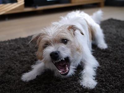 Dog Barking