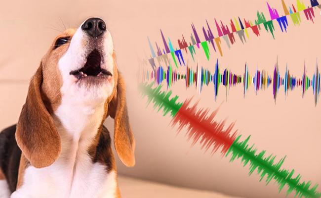 understand-the-bark-different-dog-bark-sounds