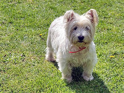 west-highland-white-terrier-dog-barking