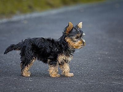 yorkshire-terrier-dog-barking