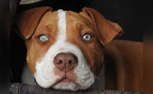 most-dangerous-dog-breeds - Dog Bite