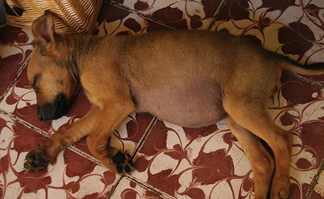 how long do symptoms of bloat last in dogs