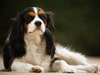 Cavalier_King_Charles_Spaniel