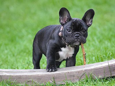 French_bulldog