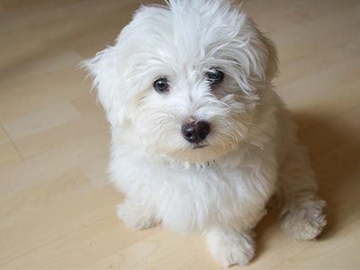 Maltese