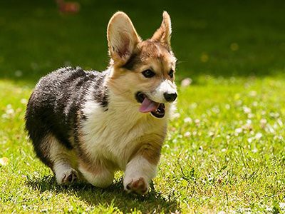 Pembroke Welsch Corgi