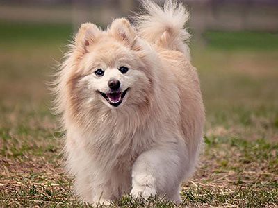 Pomeranian