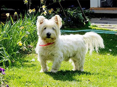 West Highland White Terrier