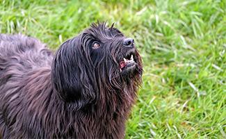 Affenpinscher