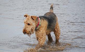 Airedale Terrier